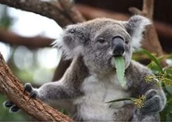 Still Life Red Wine Cheese Bread Grapes Lavender Funny Gift For Him Or Her Home Novelty Retro Parlor Cafe Store Mural Metal Tin Signs Wall Decor 8x12 Inch -Wilton Shop 41HrznHtQ0L. AC