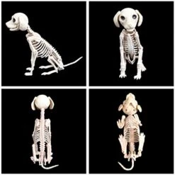 IFOTIME Prop Dog Halloween Skeleton Party Bones Horror Decoration Animal Shop Education Stem Board Games (AS Show #1, One Size) -Wilton Shop 41l1vTGSMRL